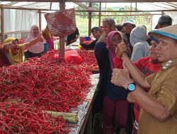 Panen Cabai, Bupati Rusli Harap Jadi Tumpuan Kendalikan Inflasi