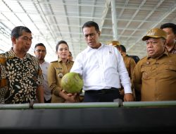 Mentan Komitmen Tingkatkan Kesejahteraan Petani Kelapa di Maluku Utara