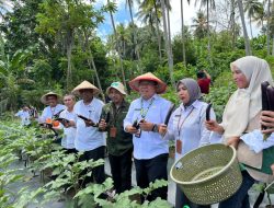 Panen Perdana Terong di Ternate, Perkuat Produksi Lokal-Tekan Inflasi