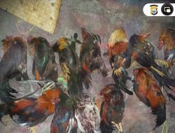 Polisi Gerebek Lokasi Judi Sabung Ayam dan Dadu di Ternate
