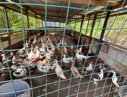 Dukung Ketahanan Pangan dan Ekonomi Desa, NHM Peduli Bantu Usaha Telur Bebek di Lingkar Tambang