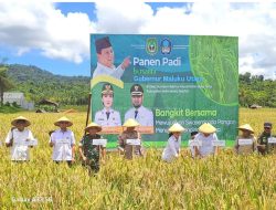 Panen Raya di Sumber Makmur, Strategi Jitu Perkuat Ketahanan Pangan Maluku Utara