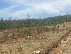 PT Smart Marsindo Tanam 4000 Pohon di Lahan Bekas Tambang