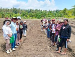 Perkuat Ketahanan Pangan Berbasis Sumber Daya Lokal, Antam Kembangkan Kebun Desa Sailal