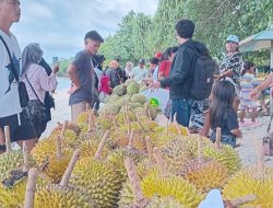 Festival Makan Durian di Morotai jadi Sarana Pengembangan Ekonomi