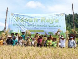 Harita Nickel dan Pemkab Halmahera Selatan Gelar Panen Raya Padi, Produktivitas Petani Obi di atas Rata-rata Nasional