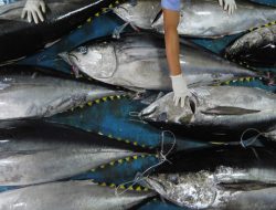 Ekspor Tuna Loin di Morotai Terus Meningkat, Akses Laut Masih Jadi Tantangan