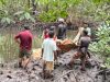Sempat Dilaporkan Hilang, Warga Gitaraja Ditemukan Meninggal di Hutan Mangrove 