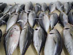 Produksi Tuna di Morotai Melimpah, Kapal Kontainer Terbatas 