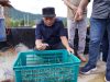 Pemprov Malut Panen Perdana Udang Vaname di Desa Tuada