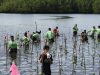 Sinergi Hijau! PT Position Tanam 1.000 Mangrove di Pesisir Kasuari, Halmahera Timur