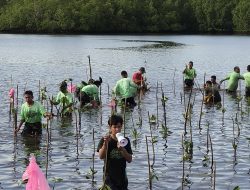 Sinergi Hijau! PT Position Tanam 1.000 Mangrove di Pesisir Kasuari, Halmahera Timur