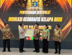Kelapa Bido Morotai Resmi Kantongi Sertifikat Indikasi Geografis 