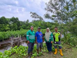 Kawasan Mangrove Kao Tumbuh Pesat, Bukti Komitmen NHM Terhadap Keberlanjutan Lingkungan 