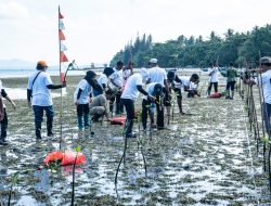 Pemkab Morotai Perkuat Rehabilitasi Mangrove di Armydock