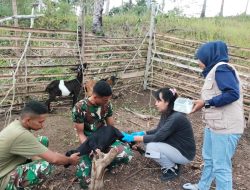 Morotai Buka Pelayanan Kesehatan Gratis untuk Hewan Ternak