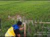 BWS Malut Salurkan 150 Ribu Liter Air untuk Sawah Terdampak Kekeringan 