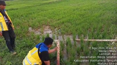 BWS Malut Salurkan 150 Ribu Liter Air untuk Sawah Terdampak Kekeringan 