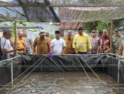 Sinergi Apik Pemda Halut dan NHM Berbuah Manis, Budidaya Ikan Nila Sukses