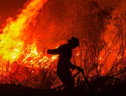 462 Hektare Lahan di 10 Provinsi Masih Terdampak Karhutla, Termasuk Maluku Utara 